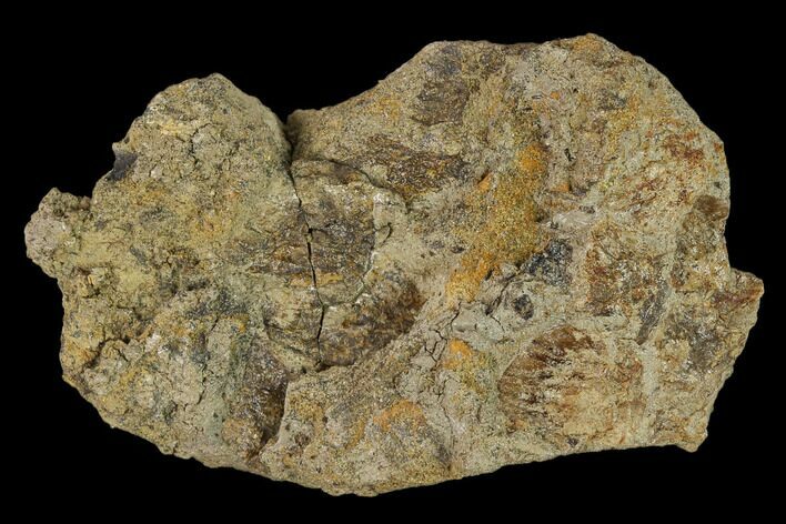 Fossil Hadrosaur (Edmontosaurus) Skin Cast - Montana #133488